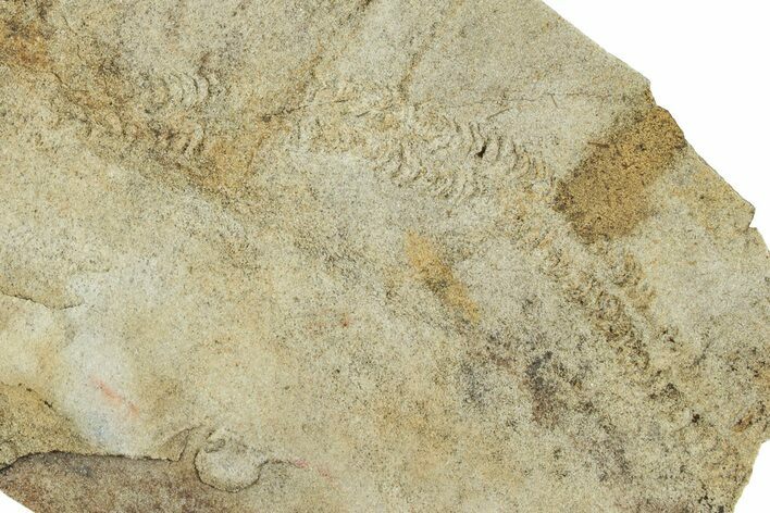 Cruziana (Fossil Trilobite Trackway) - Indiana #325681